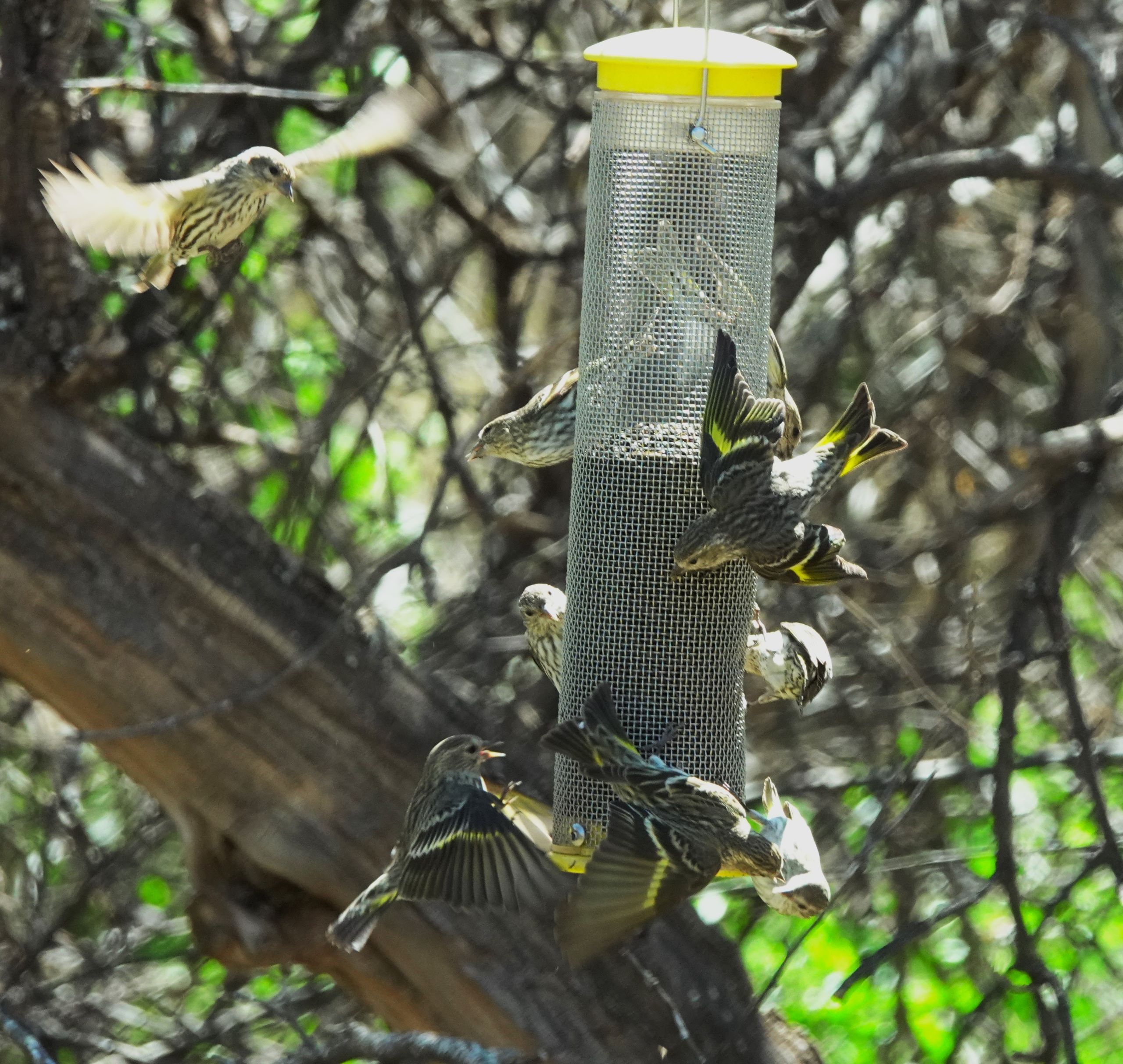 Patagonia, Tombstone and Bisbee AZ April 2023